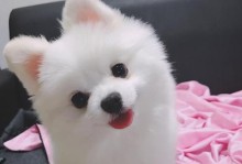 博美狗狗的体臭原因分析（为什么博美狗狗身上的味道会比较重？主人要如何对症处理？）