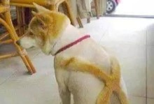 狗狗剃完胎毛的讲究（宠物美容关键步骤与小贴士）