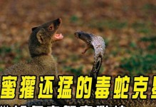 以眼镜蛇的食物为主题的探索（从食性到食物链，揭秘眼镜蛇的饮食习惯）