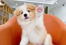 牧羊犬的驱虫药物选择及使用方法（保护你的牧羊犬免受寄生虫侵害）