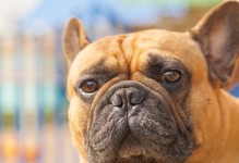 《饲养以巴哥犬的费用及方法》（了解以巴哥犬价格，掌握科学饲养之道）
