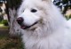 了解以萨摩狗的外貌特征（迷人的北极犬——以萨摩狗外貌揭秘）