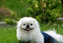 选择哪种狗狗最容易养活？（如何选择适合你的狗狗品种）