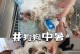 狗狗中暑了怎么办？——保护宠物狗狗避免中暑的方法（狗狗中暑的症状及应急处理方法）