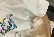 挑选猫舍买买需要注意的事项（为爱猫选择舒适的居所）