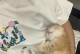 挑选猫舍买买需要注意的事项（为爱猫选择舒适的居所）