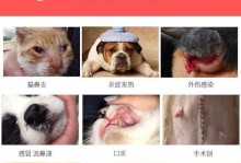 如何给泰迪发烧喂药（喂药技巧及常用药物推荐）