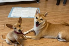 小鹿犬的饮食需求与选择（为你的小鹿犬提供健康的饮食）