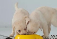 如何给肠胃不好的小狗提供易消化的饮食（为你的宠物提供舒适的饮食环境）