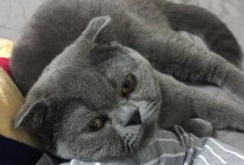 母猫孕吐（探讨母猫孕吐的颜色及对猫咪健康的影响）