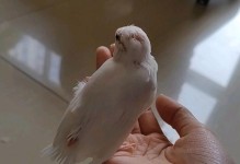 揭秘鸟类换毛之谜（探索鸟类脱换毛周期及原因，解密羽毛更新的奥秘）