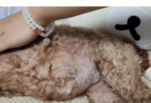 狗怀孕的症状与表现（揭秘狗狗身上的神奇变化，了解她们是否怀孕的迹象）