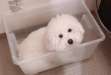 狗狗如何控制尿尿的时间？（揭秘狗狗想尿尿的信号和时间表）