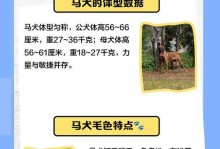 马犬的饲养指南（了解马犬的基本饲养方法，打造幸福健康的生活）