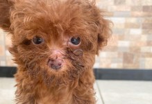 泰迪生小狗前的症状及注意事项（了解泰迪母犬怀孕前的表现和护理方法，让狗宝宝健康出生）