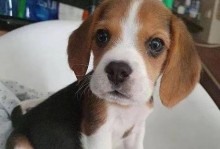 探索天然幼犬比格犬的特点与饲养方法（了解比格犬的原始特质，提供最佳饲养建议）
