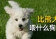 小狗四个月应该吃什么狗粮好？（为宝贝选择合适的狗粮非常重要，快来了解吧！）