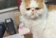 猫咪1-3月的免疫空窗期（建议、注意事项与照顾技巧）