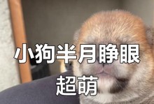 小狗出生后多久睁开眼睛？（探究小狗眼睛睁开的时间和原因）