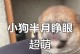 小狗出生后多久睁开眼睛？（探究小狗眼睛睁开的时间和原因）