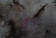 狗狗肚子皮肤病的症状、原因和治疗方法