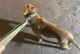 纯种比特犬的独特特征（探索比特犬的品种特点和优势）