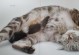 让宠物猫更喜欢睡自己的床（15个有效方法帮助你的猫咪喜欢睡在自己的床上）