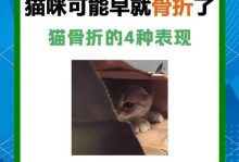 猫咪腿骨折的症状与处理方法（了解猫咪腿骨折的常见症状，及时处理保护宠物健康）