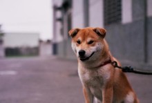 长得像土狗是什么狗狗？（探索土狗的来源、特征和意义）