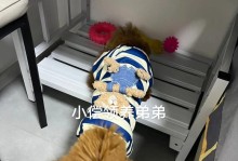 四个月泰迪饲养注意事项（从饮食到训练，全面了解如何照顾你的四个月泰迪宝宝）