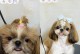 狗狗美容全解析（打造宠物狗狗的美丽与健康）