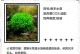 鱼缸水草的作用（提供氧气、净化水质，让鱼儿更健康）
