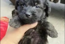 泰迪狗为什么总是抖毛？（探究泰迪狗抖毛的原因及解决方法）