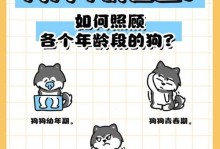 如何准确判断狗狗的年龄？（狗狗年龄判定的6个关键指标）