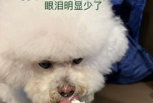 以比熊流眼泪不能吃什么？（注意！这些食物千万别给比熊吃）