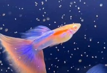 如何选择容易养活的孔雀鱼品种（以品种特点和饲养要求为参考，挑选适合的孔雀鱼）
