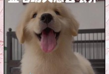 金毛幼犬脱毛周期及护理（揭秘金毛幼犬脱毛周期，助你科学护理宠物）
