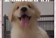 金毛幼犬脱毛周期及护理（揭秘金毛幼犬脱毛周期，助你科学护理宠物）