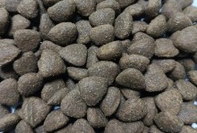 金毛犬的肥壮和健康之道（探秘令金毛犬又肥又壮的狗粮）