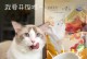 为什么宠物猫需要吃猫粮？（肉类食物是否适合宠物猫？）