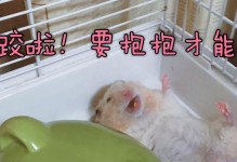 仓鼠香腺的功能与作用（揭秘仓鼠香腺的神奇力量）