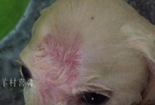 如何有效清除狗狗身上的跳蚤（跳蚤治疗时间、）
