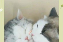 猫咪断奶期间的注意事项（猫咪断奶时间选择及重要事项）