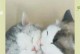 猫咪断奶期间的注意事项（猫咪断奶时间选择及重要事项）
