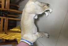 狗狗整个嘴巴肿了，原因和治疗方法分析