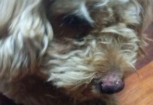 狗狗鼻子变红的原因解析（深入探究狗狗鼻子变红的种种情况及其背后的原因）