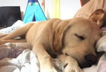一个半月的狗的睡眠时长有多长？（揭秘小狗睡眠习惯及相关注意事项）