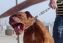 比特犬（探索比特犬的背后，发现新的投资机会）