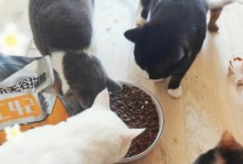 探究流浪猫的饮食喜好（流浪猫为何钟爱某些食物？）