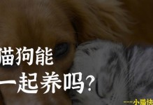小猫的理想伴侣（小猫和其他宠物的合适搭配及注意事项）